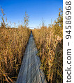 View of a wooden walking path among the reeds 94586968