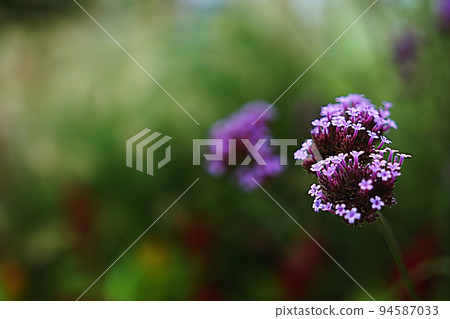 verbena flower verbena flower 94587033