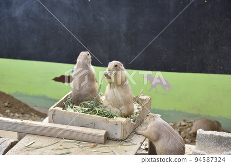 Black-tailed prairie dog 94587324