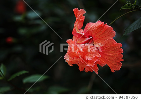 夏威夷木槿花 夏威夷木槿花 94587350