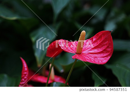 火烈鳥花 火烈鳥花 94587351