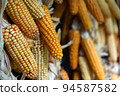 Dried corn cobs. Dried Corns hanging on rustic wall. Ukraine, Carpathians 2022 94587582