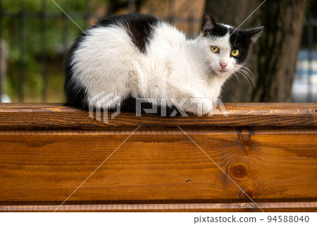 Portrait of a black and white stray cat. The cat looks into the lens warily. An abandoned cat sits on the back of a bench 94588040