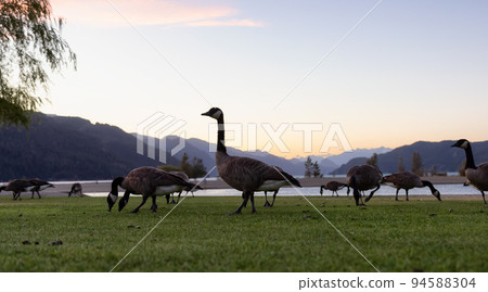 Wild Geese at Small touristic town by the lake with Canadian Mountain Landscape.  94588304