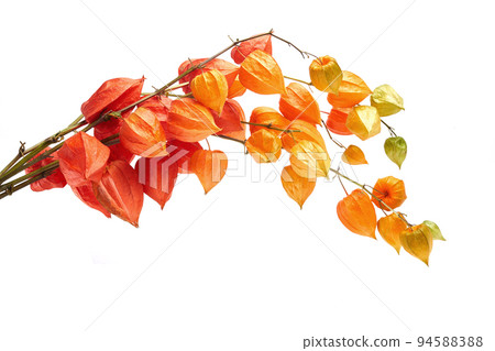 Physalis alkekengi isolated on white background. Branches of Chinese Lantern Physalis alkekengi isolated on white background. Branches of Chinese Lantern 94588388