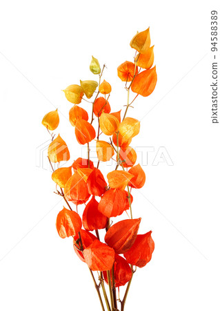 Physalis alkekengi isolated on white background. Branches of Chinese Lantern Physalis alkekengi isolated on white background. Branches of Chinese Lantern 94588389