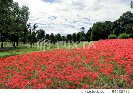 Cluster amaryllis 94588781
