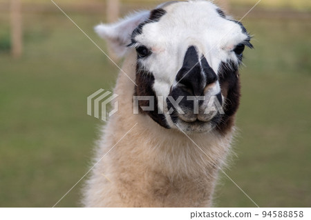 Llama head white with black front mini zoo 94588858