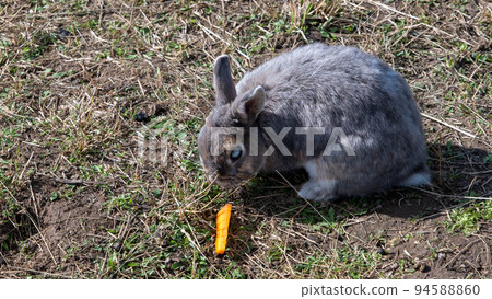 A gray rabbit with a pale blue eye is gnawing on a carrot. Mini zoo rabbit garden 94588860
