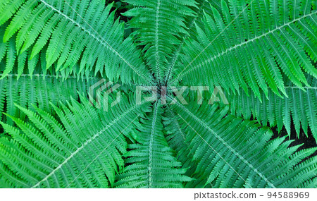 Fern funnel background.Green decorative fern in the garden 94588969