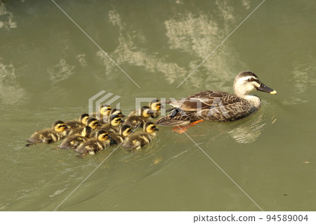 kalgamo的父母和孩子 94589004