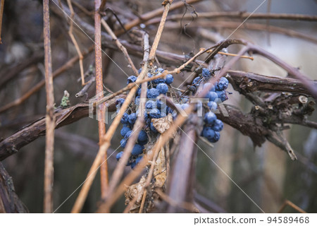 Shrunken overripe blue grapes on a branch Shrunken overripe blue grapes on a branch 94589468