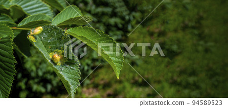 Chestnut gall wasp Chestnut gall wasp 94589523