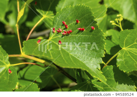Lime nail gall caused by red nail gall mite Eriophyes tiliae on the leaves of common lime. Lime nail gall caused by red nail gall mite Eriophyes tiliae on the leaves of common lime. 94589524