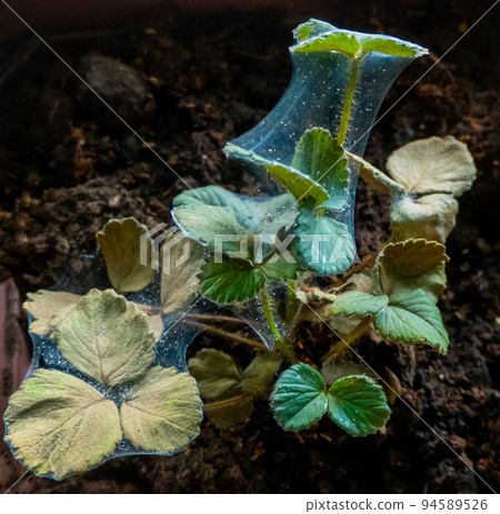 Red spider mite on strawberry Red spider mite on strawberry 94589526