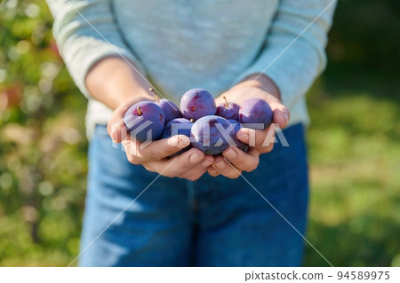 Close up ripe blue plums in woman hands outdoor, nature background 94589975