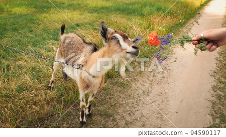 The goat eats wildflowers from women's hands. Closeup shot. 94590117
