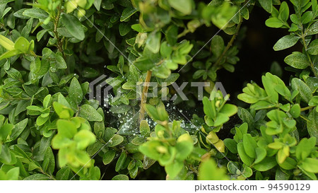 Evergreen trees and shrubs Buxus. Spider web with dew on a branch. Evergreen trees and shrubs Buxus. Spider web with dew on a branch. 94590129