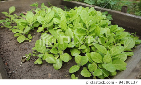 Chinese Cabbage seeding growing in an organic garden bed. Chinese Cabbage seeding growing in an organic garden bed. 94590137