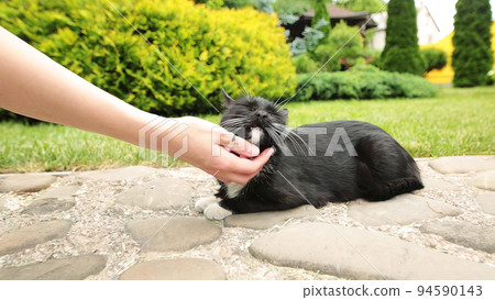 Female hand closeup petting homeless cat that resting on rocks. 94590143