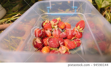 Female farmer pours ripple strawberries into a plastic bowl. Low angle. Female farmer pours ripple strawberries into a plastic bowl. Low angle. 94590144