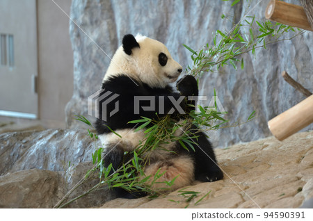 由比浜興致勃勃地分揀竹子 94590391