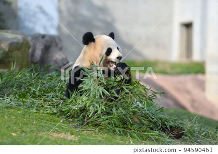 美味地吃竹子的櫻濱 94590461