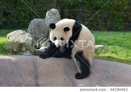 放鬆櫻花海灘 94590462