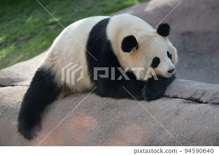 在水邊的櫻濱放鬆 在水邊的櫻濱放鬆 94590640
