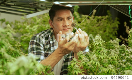 Marijuana farmer tests marijuana buds in curative marijuana farm 94590641