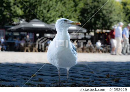 Seagull in shade. Town square in the background. Close up view Seagull in shade. Town square in the background. Close up view 94592029