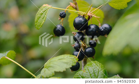 Branch of fresh organic black currant in the garden. Selective focus. Branch of fresh organic black currant in the garden. Selective focus. 94592030