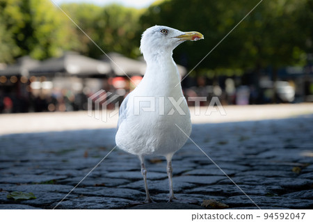 Seagull in shade. Town square in the background. Close up view Seagull in shade. Town square in the background. Close up view 94592047