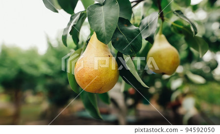 Wind shakes branches with a ripe juicy pear on fruit tree field during the harvest on a rural farm.  94592050