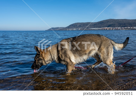 A young German Shepherd in a lake. Sable colored working line breed 94592051