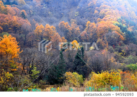 Beautiful autumn leaves of Shinshu Part 2111 Beautiful autumn leaves of Shinshu Part 2111 94592093