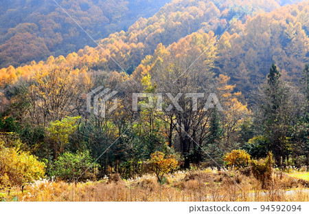 Beautiful autumn leaves of Shinshu Part 2111 Beautiful autumn leaves of Shinshu Part 2111 94592094