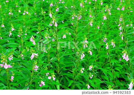 夏天的花朵 94592383