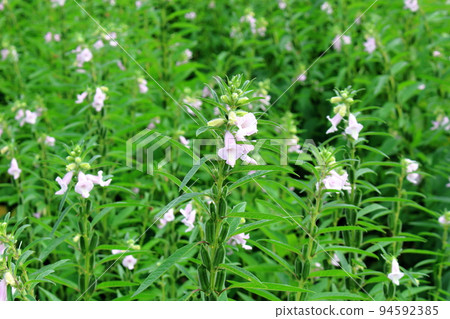 夏天的花朵 94592385