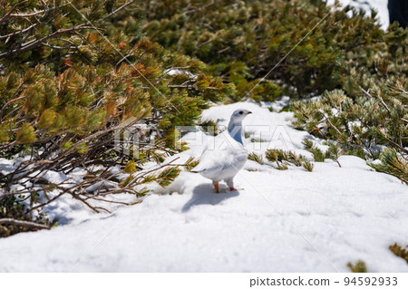 Grouse standing in the snow Grouse standing in the snow 94592933