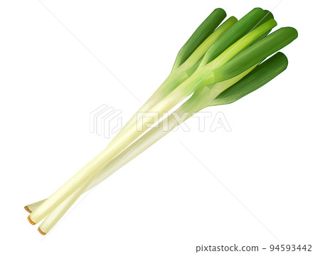 Hand-drawn illustration of three white onions in a realistic style Hand-drawn illustration of three white onions in a realistic style 94593442