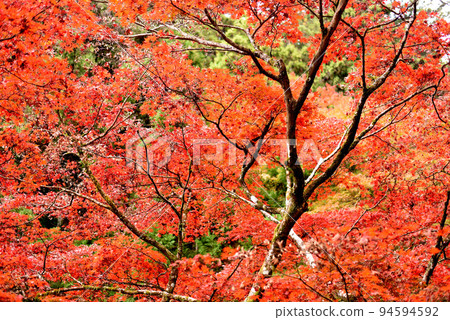 秋天的樹葉 94594592
