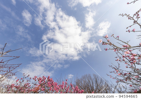 Early spring landscape with blue sky and red plum blossoms-4 Early spring landscape with blue sky and red plum blossoms-4 94594665