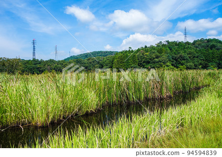 Nakaikemi Wetland, by the pond, Tsuruga City, Fukui Prefecture 94594839