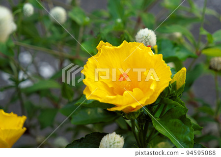 Bussouge (progenitor of hibiscus) blooming in the city Bussouge (progenitor of hibiscus) blooming in the city 94595088