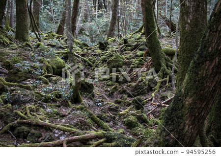 Primeval forest at the foot of Mt. Fuji Primeval forest at the foot of Mt. Fuji 94595256