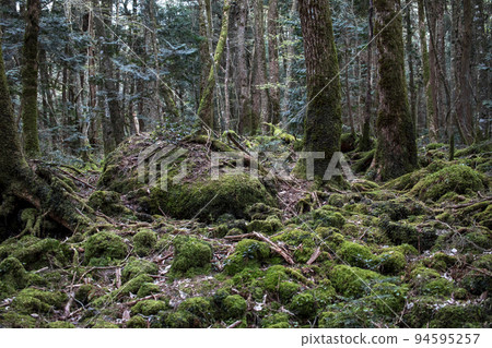 Aokigahara Seaweed's forests Aokigahara Seaweed's forests 94595257