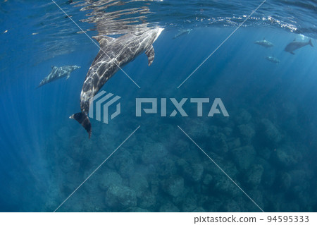 海豬水下攝影 海豬水下攝影 94595333