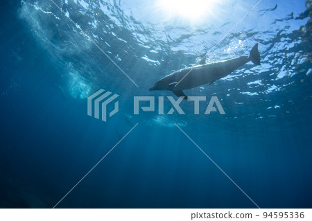 Wild dolphins 94595336