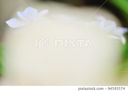 梔子花前模糊中的佐佐木繡球花 94595574